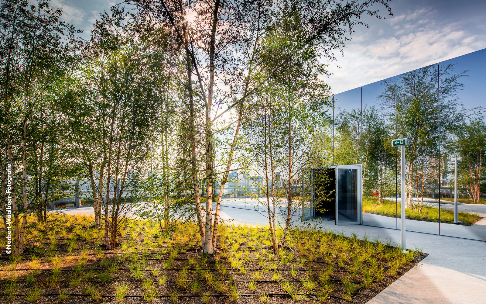 Roof garden with Birch trees